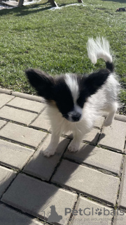 Photo №1. papillon dog - for sale in the city of Ödeshög | Is free | Announcement № 83999