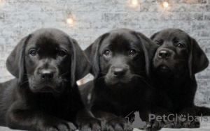 Additional photos: Gorgeous Labradors