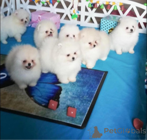 Photo №1. pomeranian - for sale in the city of Benitses | negotiated | Announcement № 158335