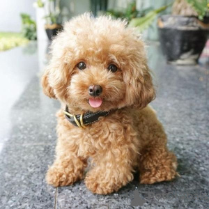 Photo №1. poodle (toy) - for sale in the city of Jalan Bani Buali | negotiated | Announcement № 11358