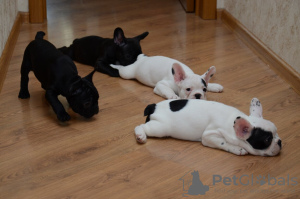 Photo №3. french bulldog. Germany