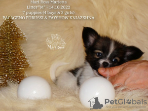 Additional photos: Papillon puppy girl - Marie Ross Marietta