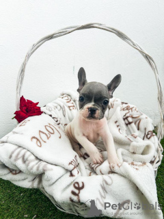 Additional photos: French bulldog puppies