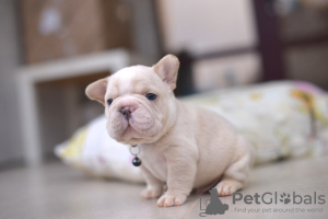 Photo №1. french bulldog - for sale in the city of Minsk | 3000$ | Announcement № 125292