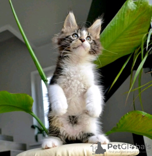 Photo №1. maine coon - for sale in the city of Франкфурт-на-Майне | 634$ | Announcement № 120784