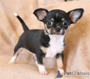 Photo №1. chihuahua - for sale in the city of Berlin | 100$ | Announcement № 100167