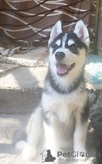 Photo №1. siberian husky - for sale in the city of Voronezh | 675$ | Announcement № 11619