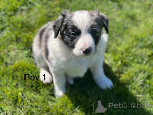 Photo №3. Border collie puppies. United States