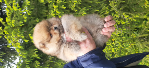 Photo №2 to announcement № 6636 for the sale of pomeranian - buy in Russian Federation breeder