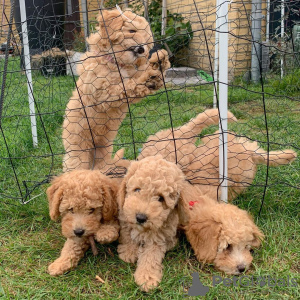 Photo №1. poodle (toy) - for sale in the city of Qualicum Beach | negotiated | Announcement № 18643