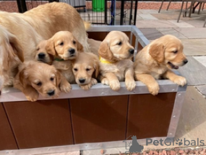 Photo №2 to announcement № 115947 for the sale of golden retriever - buy in Germany private announcement