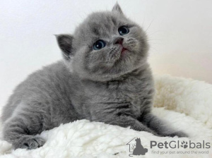 Photo №2 to announcement № 88665 for the sale of british shorthair - buy in United States private announcement