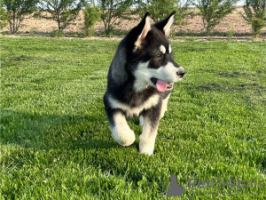 Photo №2 to announcement № 110087 for the sale of alaskan malamute - buy in United States 