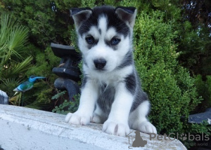Photo №1. siberian husky - for sale in the city of Los Angeles | negotiated | Announcement № 81571