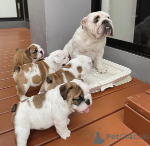 Photo №1. english bulldog - for sale in the city of Basel | negotiated | Announcement № 158362