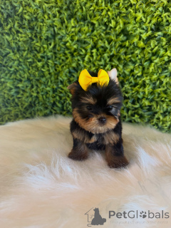 Photo №3. Charming Yorkshire Terrier Puppy Sweet, Playful & Ready for a Loving Home!. Czech Republic