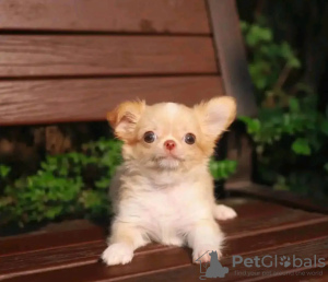Photo №2 to announcement № 132001 for the sale of chihuahua - buy in Netherlands breeder