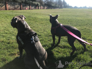 Photo №4. I will sell staffordshire bull terrier in the city of Yding. private announcement, breeder - price - 1290$