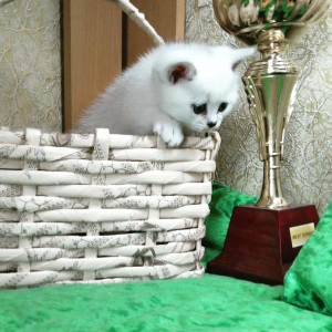 Photo №1. british shorthair - for sale in the city of Vitebsk | 270$ | Announcement № 6048