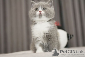 Photo №1. british shorthair - for sale in the city of Berlin | Is free | Announcement № 95075