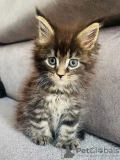 Photo №1. maine coon - for sale in the city of New York | negotiated | Announcement № 117691