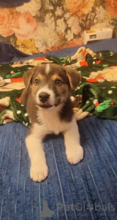 Photo №1. non-pedigree dogs - for sale in the city of Moscow river | Is free | Announcement № 153727