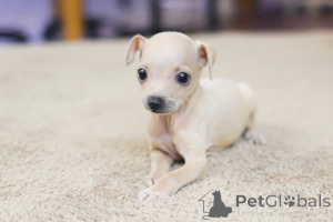 Photo №3. Dean Janet Kay puppies house. United States