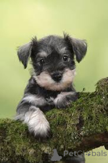 Photo №2 to announcement № 164805 for the sale of schnauzer - buy in France private announcement, breeder