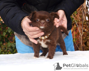 Photo №1. chihuahua - for sale in the city of St. Petersburg | negotiated | Announcement № 13871