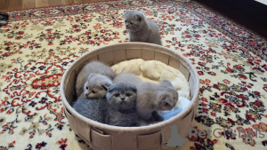 Additional photos: Scottish fold kitten