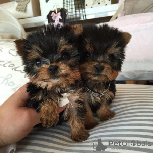 Photo №2 to announcement № 87013 for the sale of maltese dog, poodle (toy), yorkshire terrier - buy in United States private announcement, from the shelter