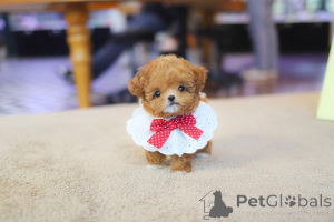 Photo №4. I will sell  in the city of Kloštar Podravski. from the shelter - price - 359$