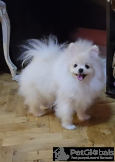 Photo №2 to announcement № 134063 for the sale of pomeranian - buy in Serbia breeder