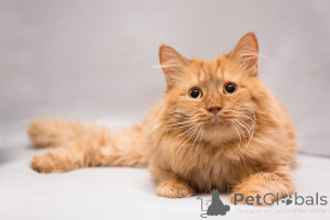 Photo №4. I will sell  in the city of Moscow river. private announcement - price - Is free