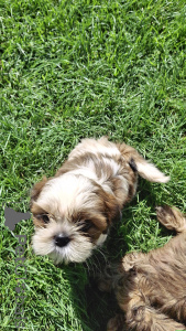 Photo №4. I will sell lhasa apso, pomeranian, shih tzu in the city of Vilnius. private announcement, from nursery, breeder - price - 659$