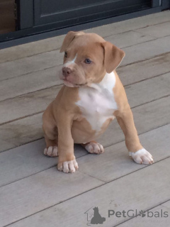 Photo №1. american pit bull terrier - for sale in the city of Tāwharanui Peninsula | negotiated | Announcement № 170492