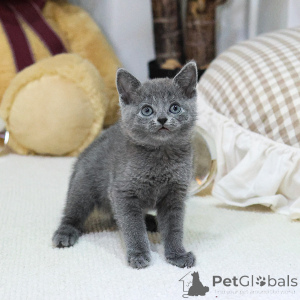 Photo №1. russian blue - for sale in the city of Le Mont-Saint-Michel | negotiated | Announcement № 158647