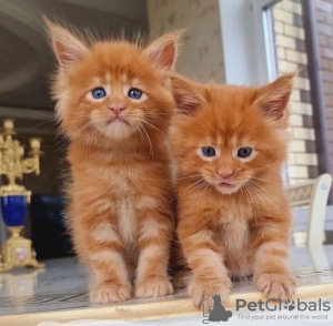 Photo №1. maine coon - for sale in the city of Амстердам | 1$ | Announcement № 75724