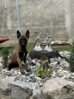 Additional photos: Belgian Shepherd Dog - Malinois