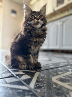 Photo №3. Hermosos gatitos Maine Coon. Spain