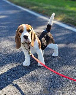 Photo №3. Gorgeous Beagle puppies. Germany