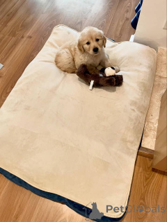 Photo №2 to announcement № 171697 for the sale of golden retriever - buy in Austria private announcement