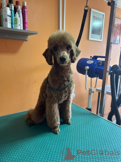 Photo №1. poodle (toy) - for sale in the city of Нови Сад | Is free | Announcement № 114784