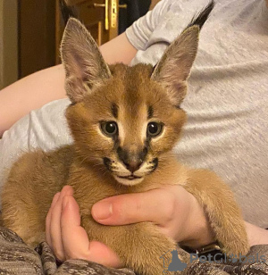 Photo №2 to announcement № 99687 for the sale of caracal - buy in United Kingdom private announcement, from nursery, from the shelter