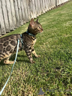 Photo №1. bengal cat - for sale in the city of Umeå | 706$ | Announcement № 153217