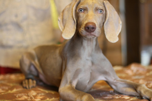 Photo №1. weimaraner - for sale in the city of St. Petersburg | 628$ | Announcement № 1681