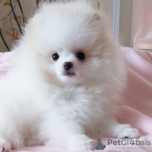 Photo №3. Beautiful Pomeranian puppies. Germany