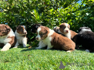 Photo №1. australian cattle dog - for sale in the city of Mold | negotiated | Announcement № 160850