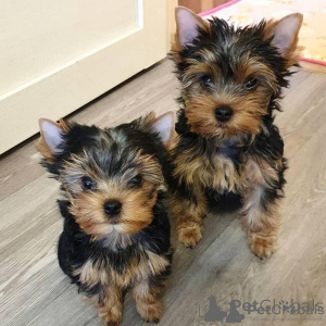 Photo №1. yorkshire terrier - for sale in the city of Basel | negotiated | Announcement № 158341