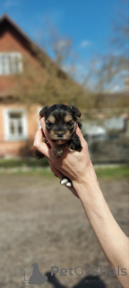 Photo №2 to announcement № 163054 for the sale of yorkshire terrier - buy in Finland private announcement, from the shelter